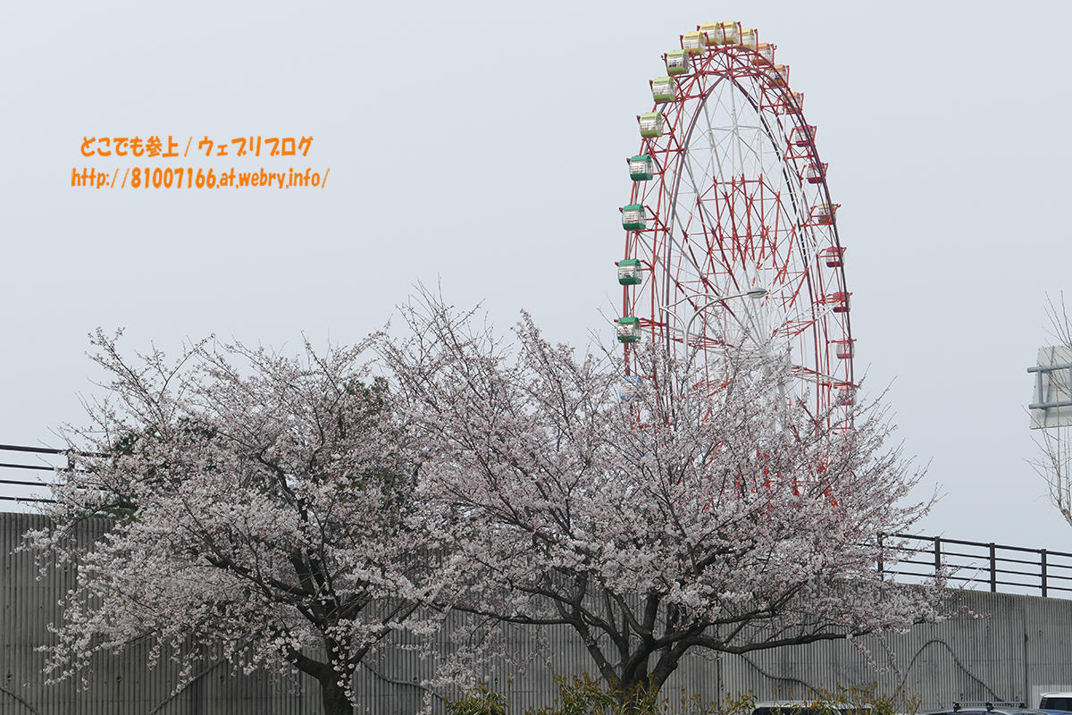 提灯 桜柄 || 通販・販売