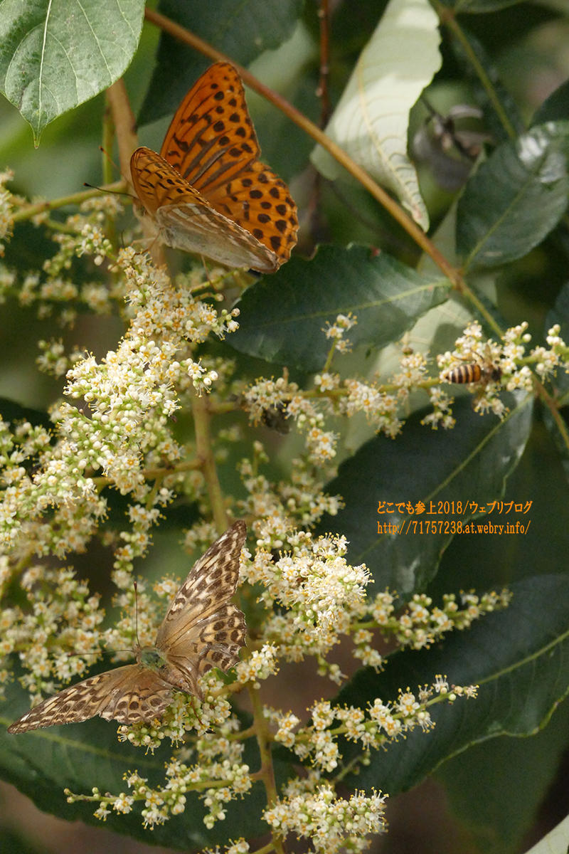 墓ノ木自然公園を歩く、公園内で見たものと生き物・・・。 どこでも参上 魚津の蜃気楼と風景
