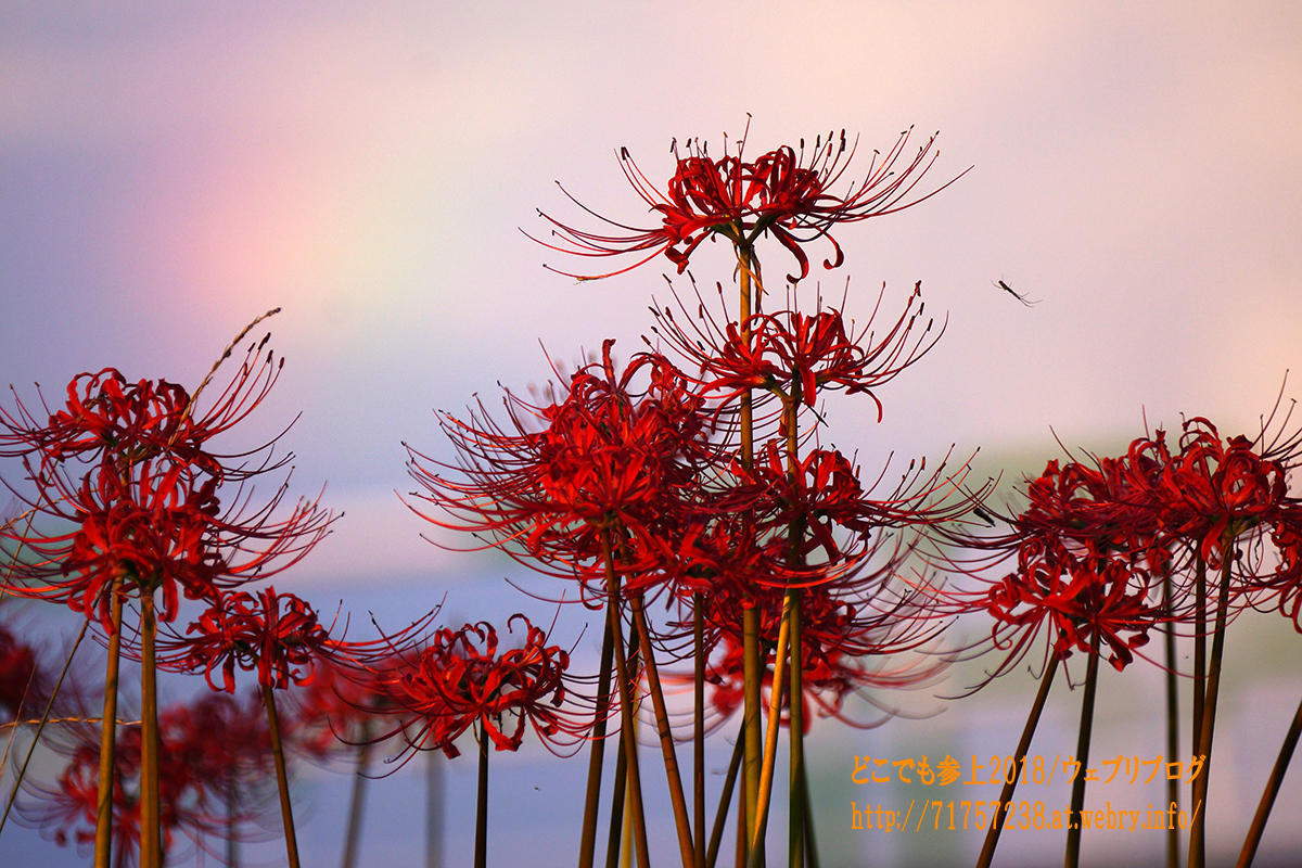 ヒガンバナと”虹”、難しいコラボに・・・。次第に雲が色付いて