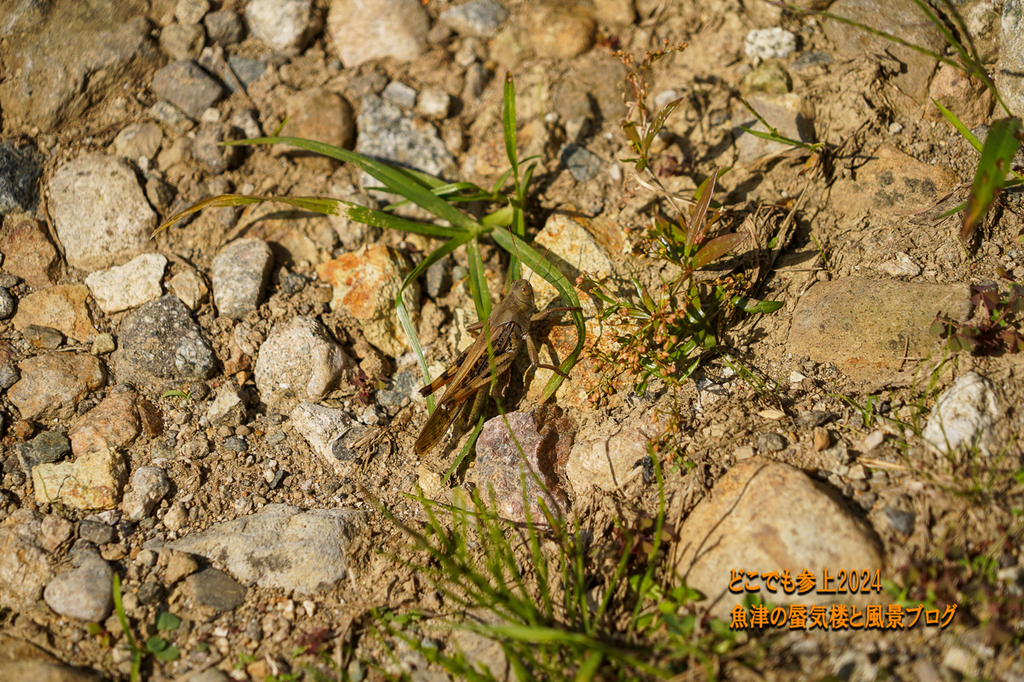 DSC05167.jpg