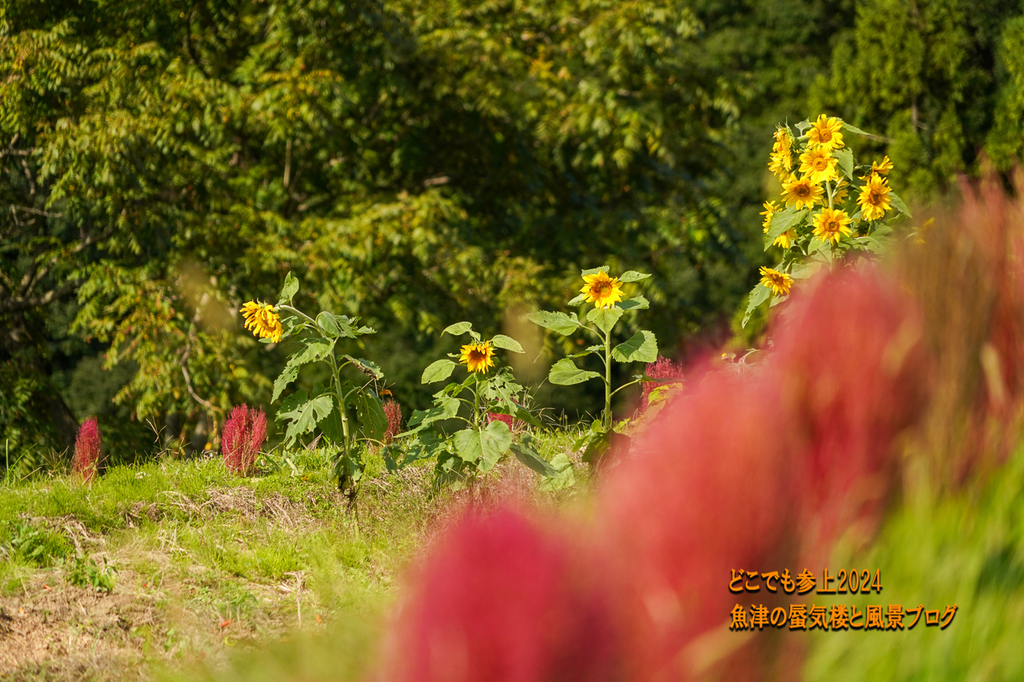 DSC05202.jpg