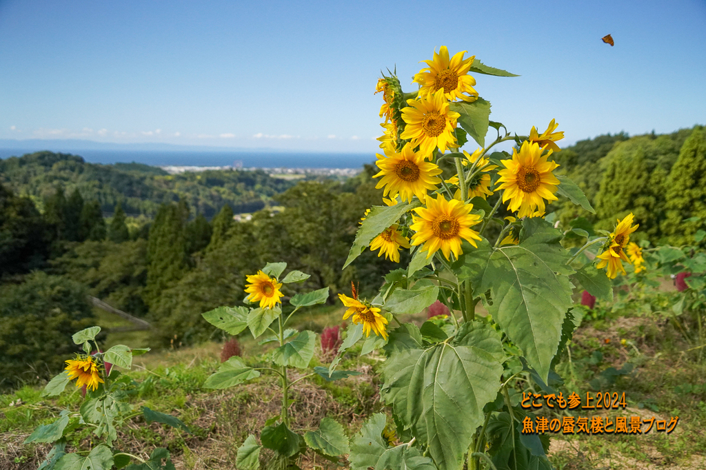 DSC05254.jpg