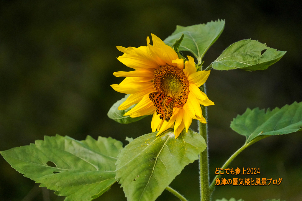 DSC05262.jpg