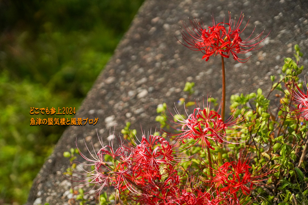DSC05304.jpg