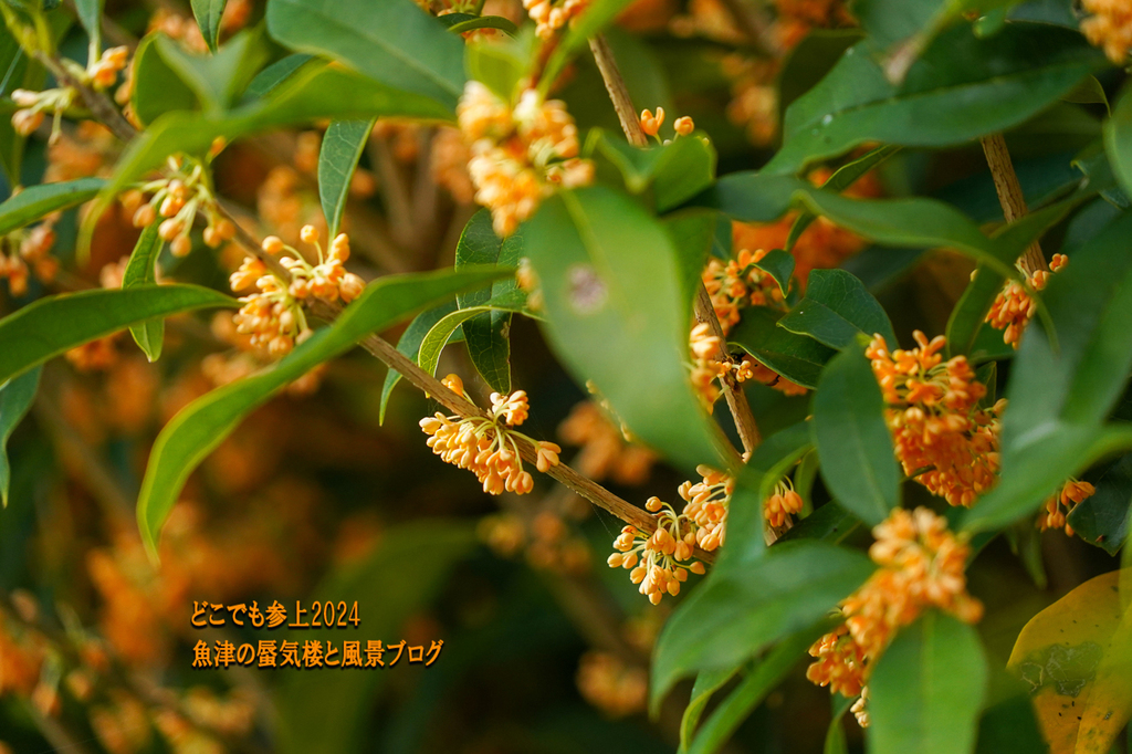 DSC05317.jpg