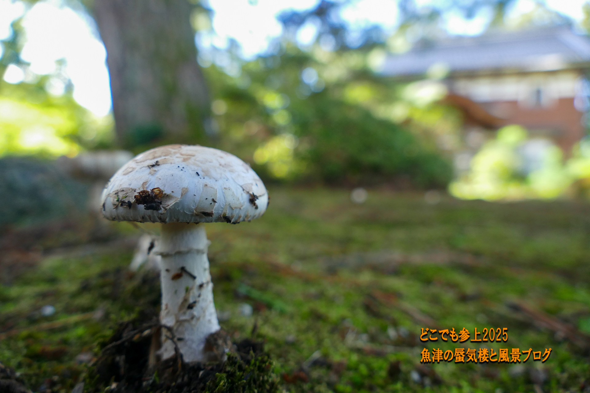 キノコが生えて来る！ 黒部市若栗「松桜閣の庭園 」: どこでも
