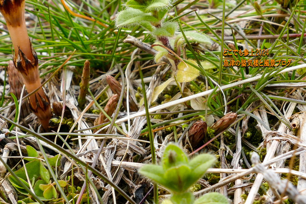 P1230316.jpg