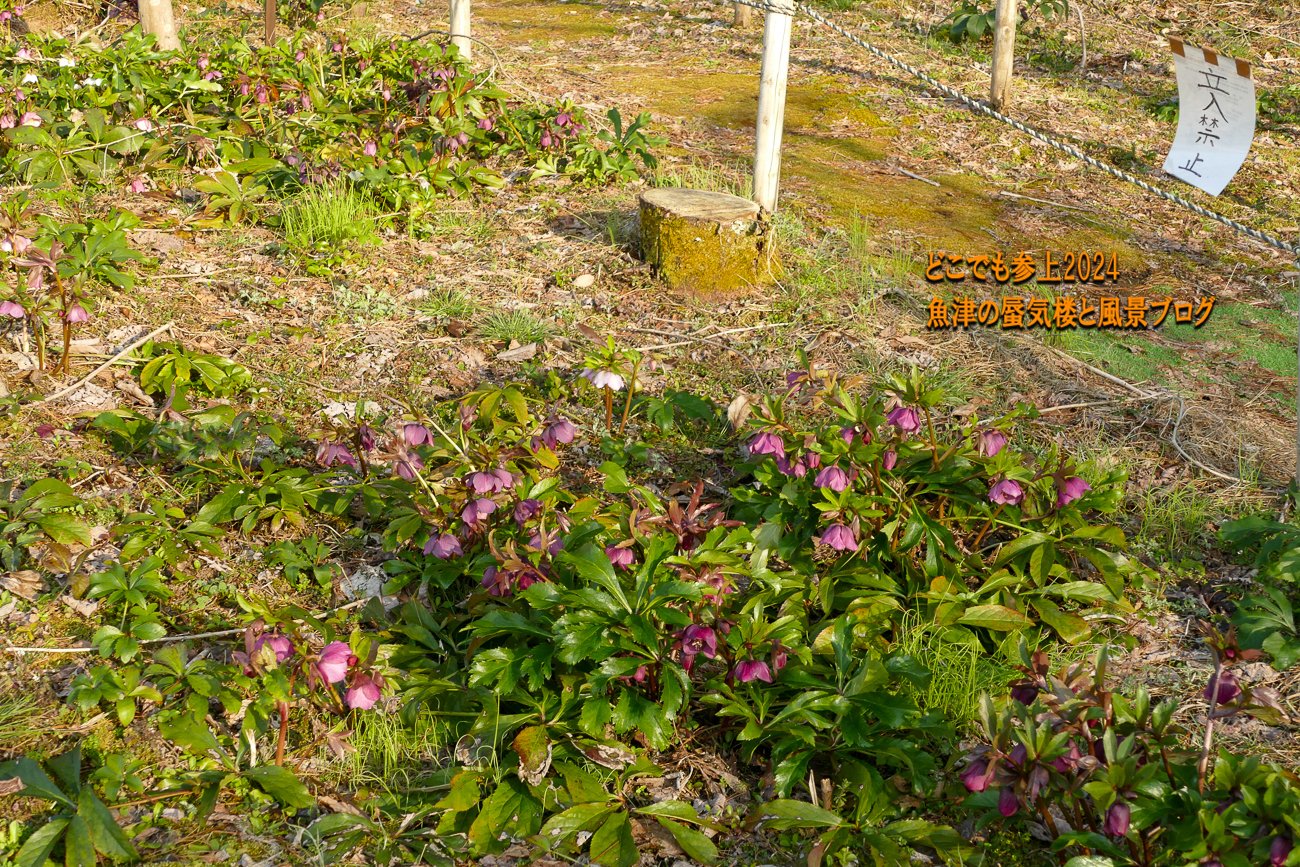 クリスマスローズの花は下を向く。撮り方は至難の業、天神山ガーデン