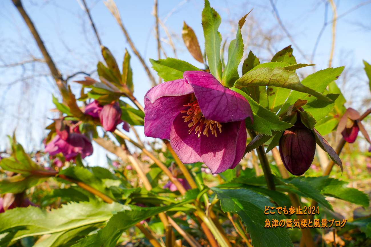 クリスマスローズの花は下を向く。撮り方は至難の業、天神山 クリスマスローズの花は下を向く。撮り方は至難の業、天神山