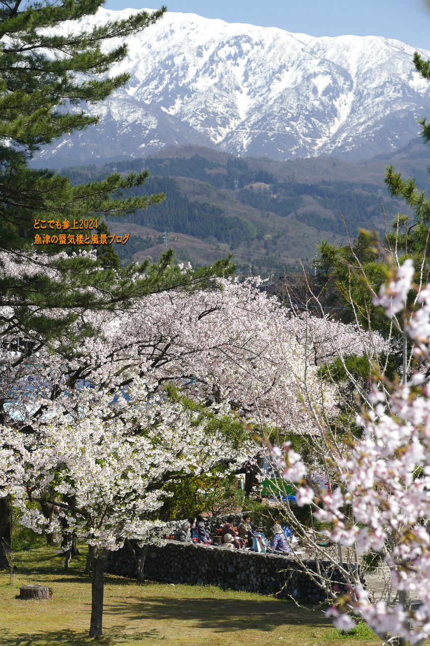 目の高さで桜が見える！ 魚津総合公園のサクラ（水族館・ミラージュ