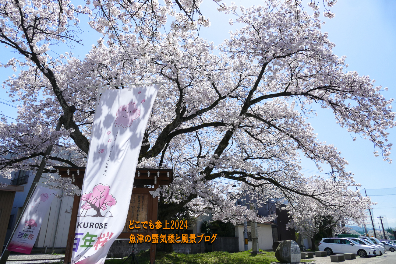 ときをこえ、きずなは未来へ KUROBE 「百年桜」 青空に映え！: どこでも参上 魚津の蜃気楼と風景