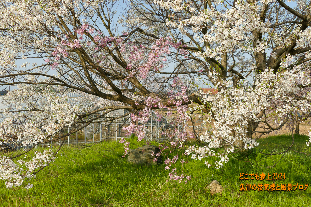 しだれ桜の「黒瀬川桜堤」を歩き、「百代シンボル桜」と色違いのサクラが咲く木を愛でる。: どこでも参上 魚津の蜃気楼と風景