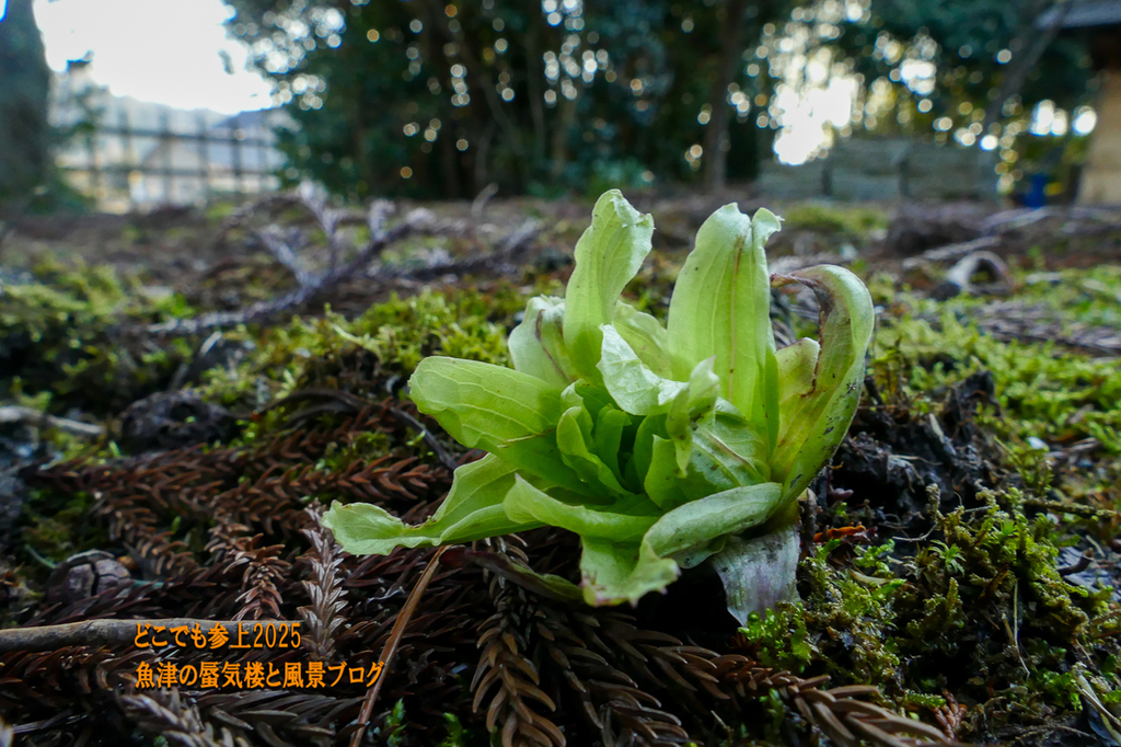 P1530236.jpg