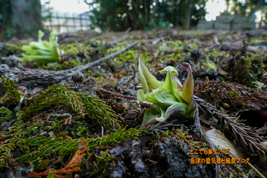 P1530239.jpg