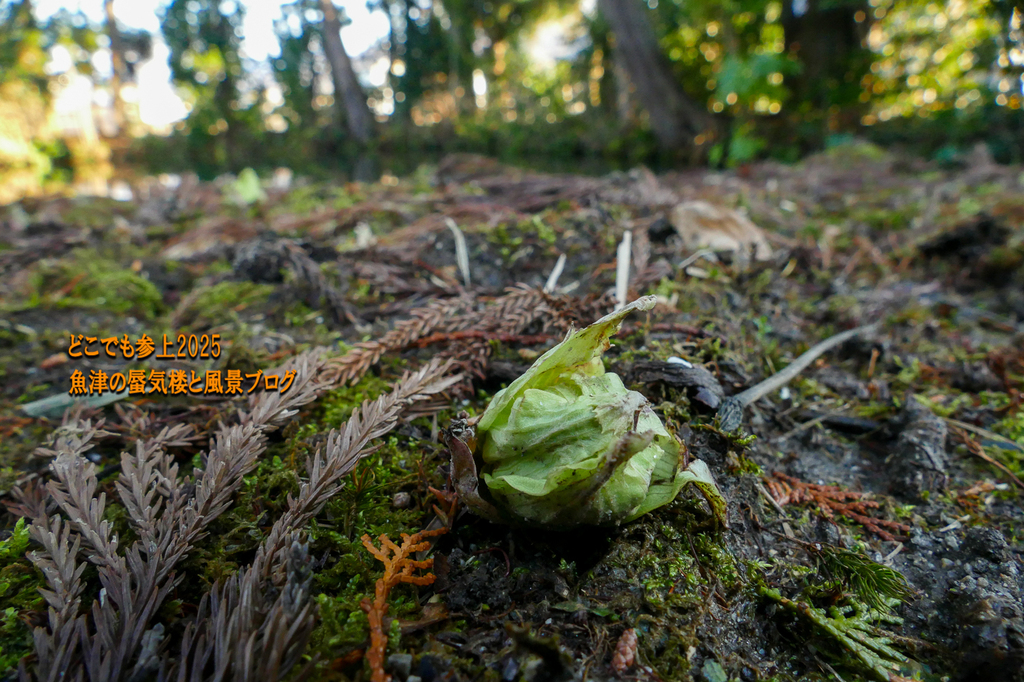 P1530241.jpg