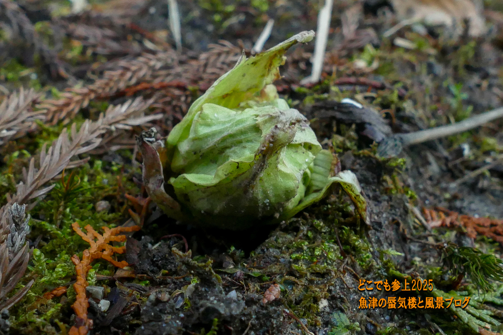 P1530244.jpg