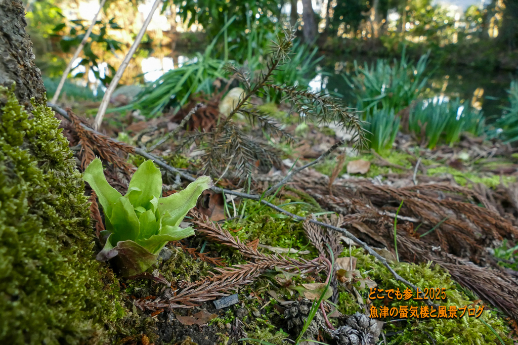 P1530265.jpg