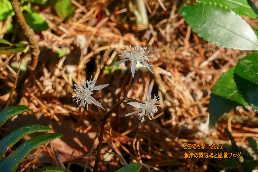 P1530286.jpg