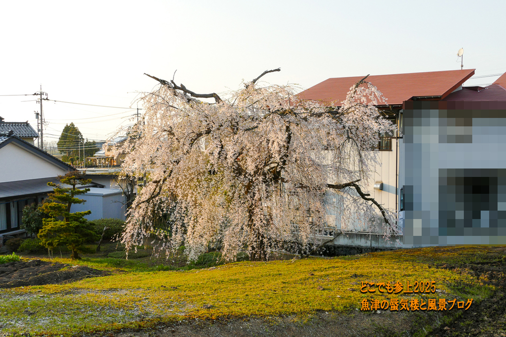 P1560217.jpg