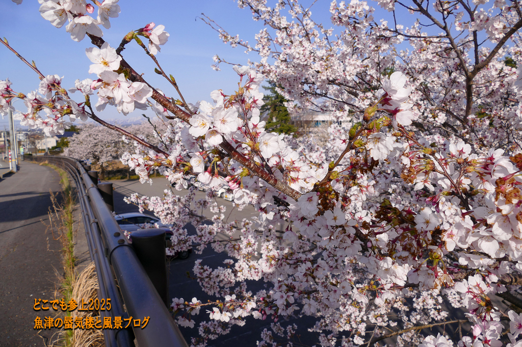 P1560611.jpg