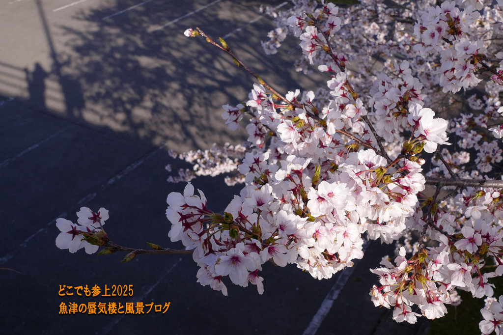 P1560620.jpg