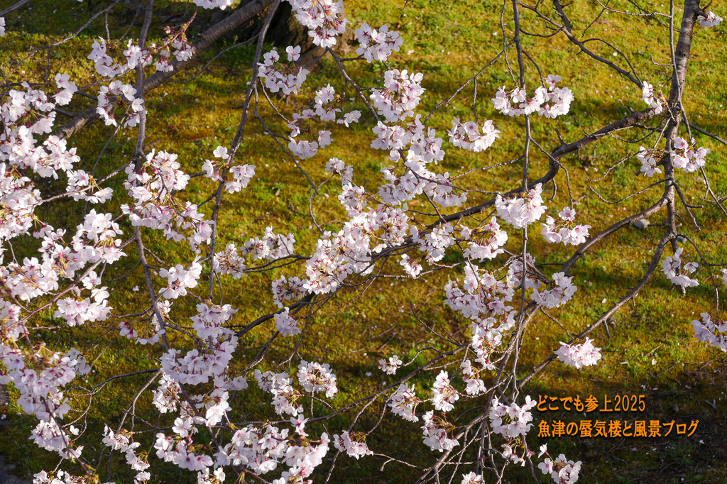 P1560631.jpg