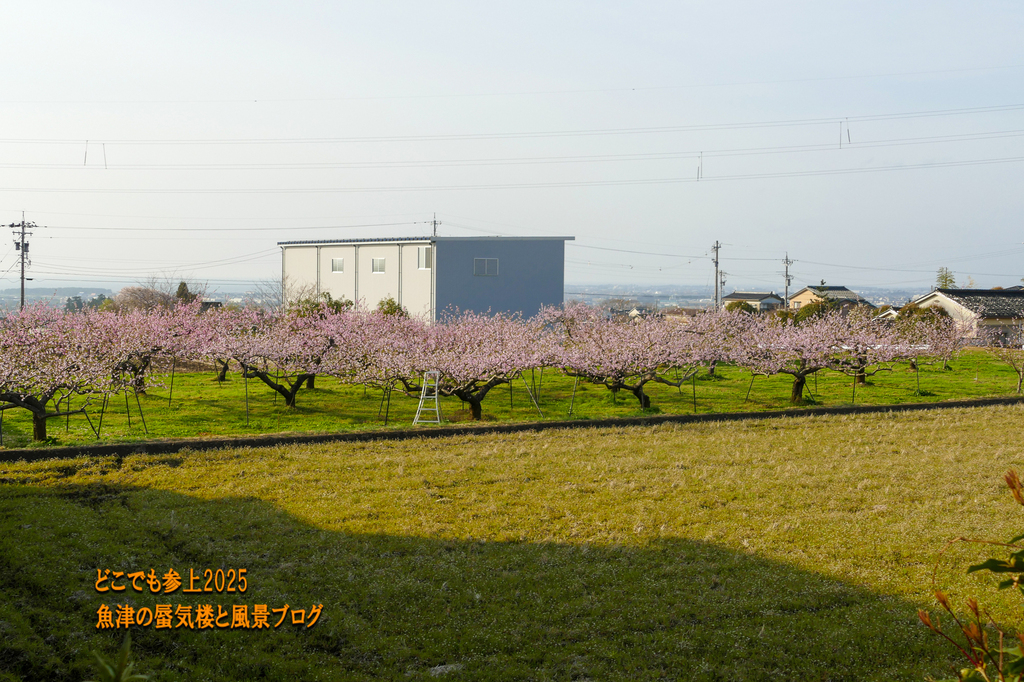 P1570492.jpg