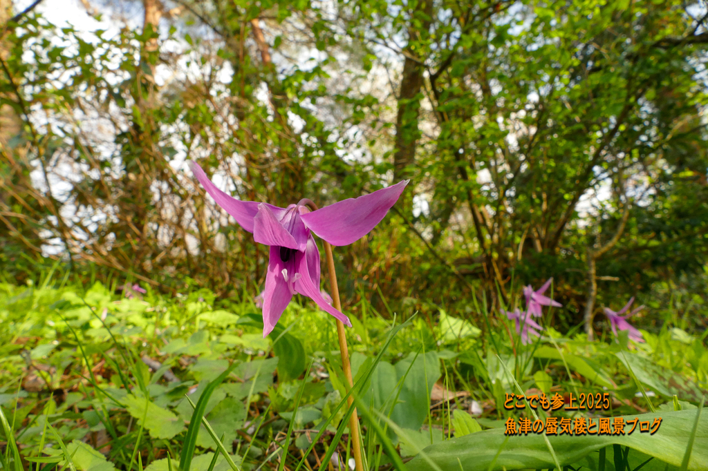 P1570746.jpg