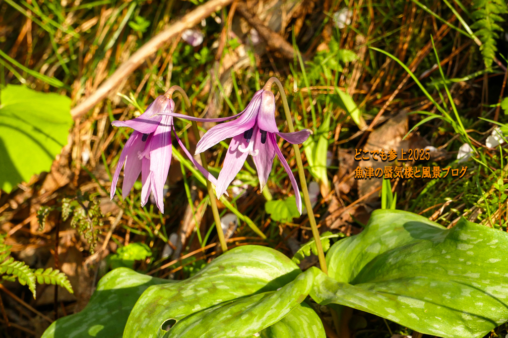 P1570753.jpg