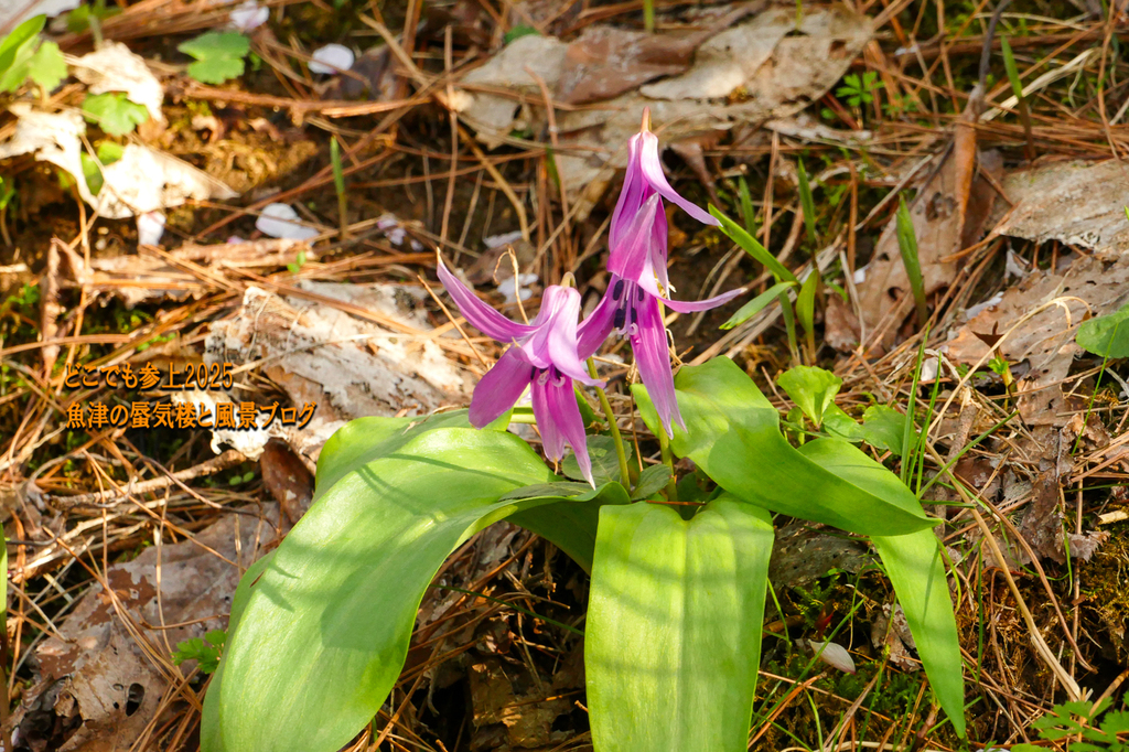 P1570757.jpg