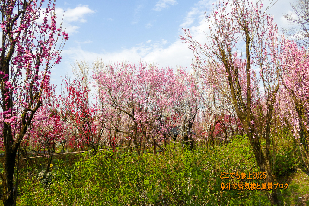 P1570774.jpg