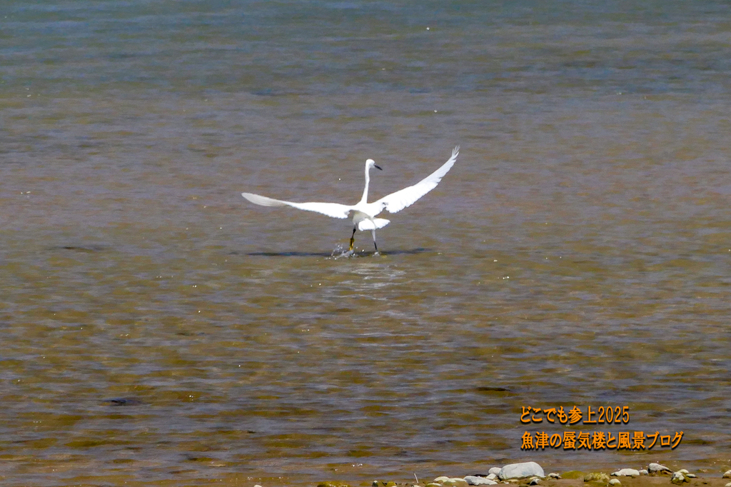 P1580495.jpg