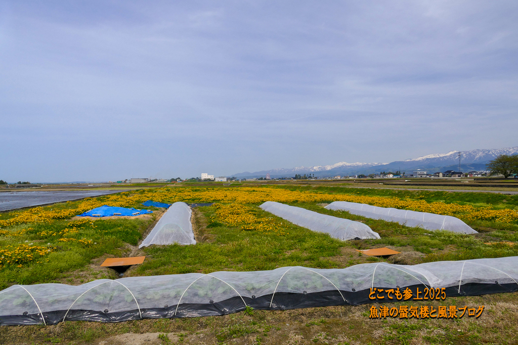 P1580587.jpg