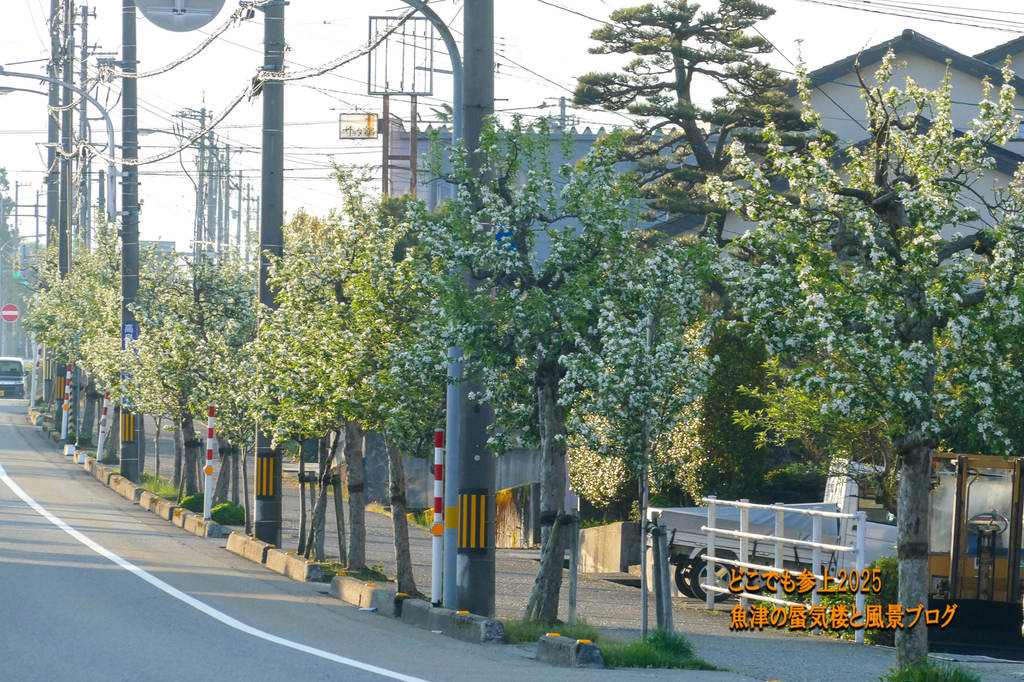 P1590257.jpg