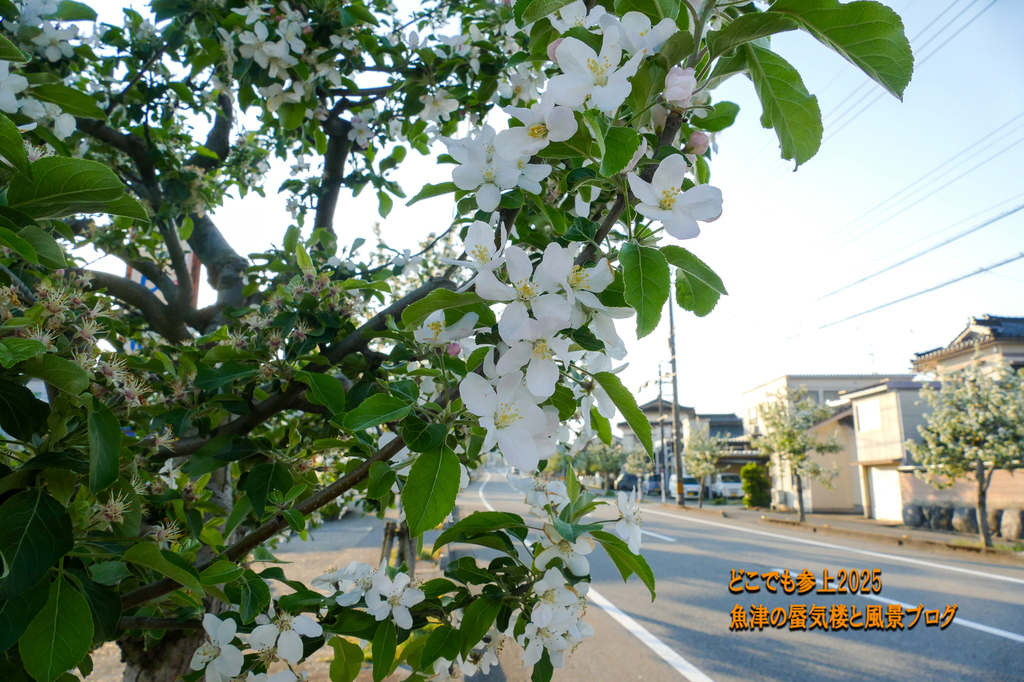P1590259.jpg
