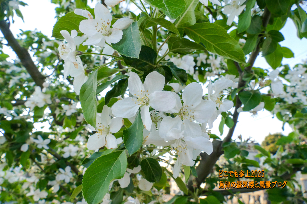 P1590261.jpg
