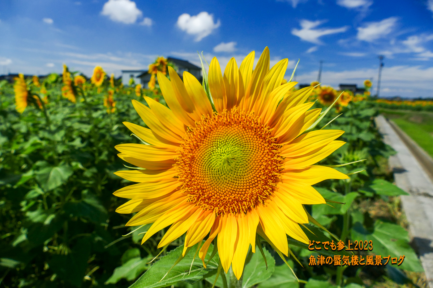 舟川べり「ひまわり畑」2023年初挑戦！ということで確認してきた